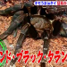 【有吉弘行のダレトク！？】キモうまグルメ！inタイ！タイランド・ブラック・タランチュラを喰う！