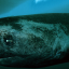 【目がしんでる】約400歳のニシオンデンザメが発見される！脊椎動物で最も長寿！